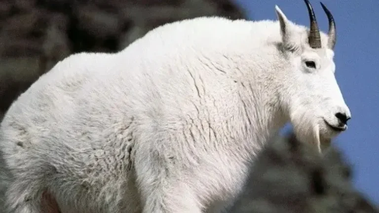 Aggressive Goats Disrupt Popular Oregon River Trail Experience