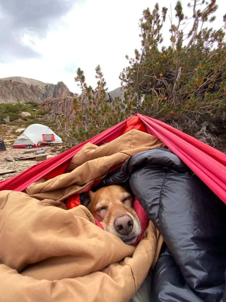 brown short coated dog lying on brown textile